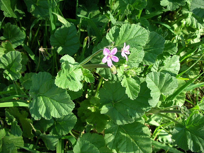 Erodium malacoides / Becco di gr malvaceo